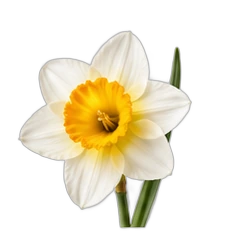Narcissus