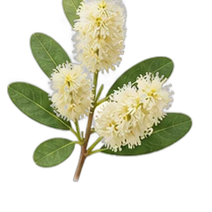 Acacia wood