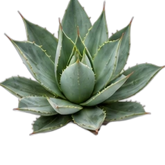 Agave