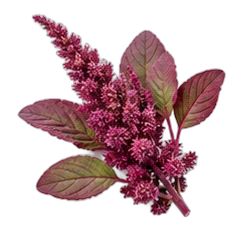 Amaranth