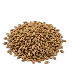 Aniseed