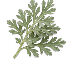 Artemisia