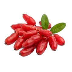 Barberry