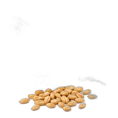 Barley