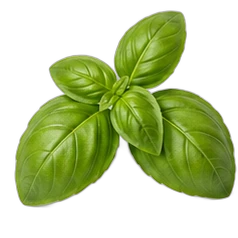 Basil