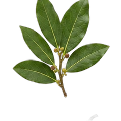 Laurel