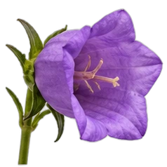 Belladonna