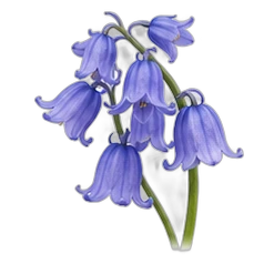Bluebell