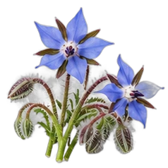 Borage