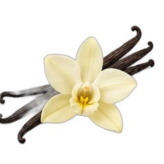 Vanilla