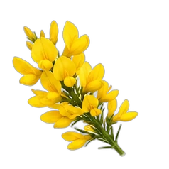 Broom
