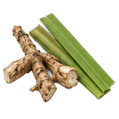 Calamus
