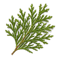 Cedar leaf