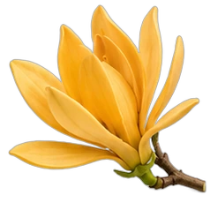 Champaca flower