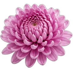 Chrysanthemum