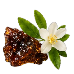 Cistus