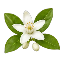 Citrus blossom