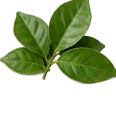 Bergamot leaf
