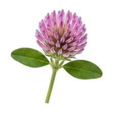 Clover