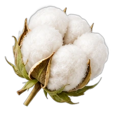 Cotton flower
