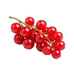 Red currant