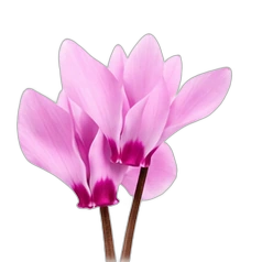 Cyclamen