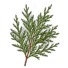 Cypress