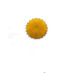 Daisy