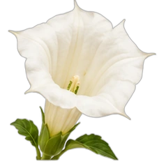 Datura