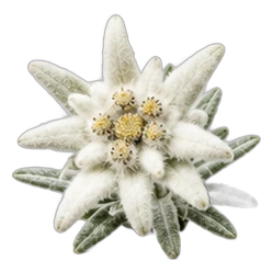 Edelweiss