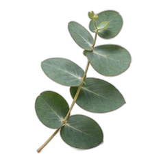 Eucalyptus