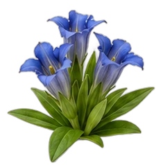 Gentian