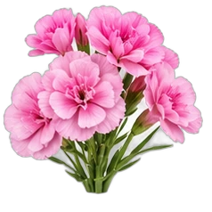 Gillyflower