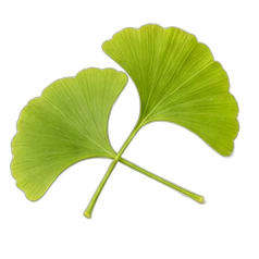 Gingko