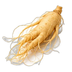 Ginseng
