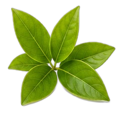 Green leaves