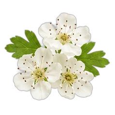 Hawthorn