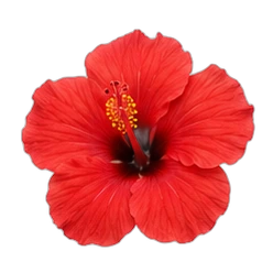 Hibiscus