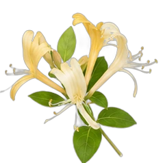 Honeysuckle