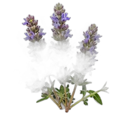 Hyssop