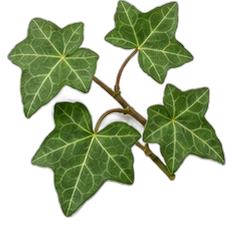 Ivy