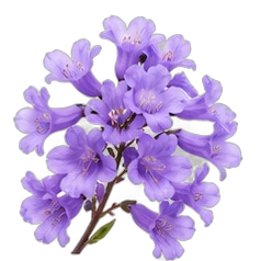 Jacaranda