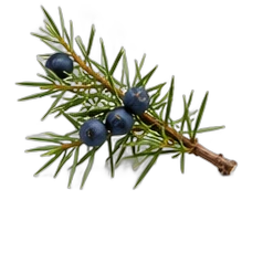 Juniper berry