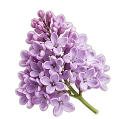 Lilac
