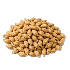Malt