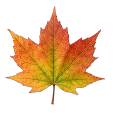 Maple