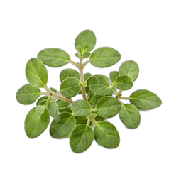 Marjoram