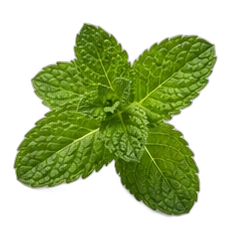 Peppermint
