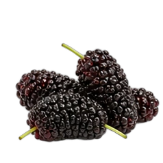 Mulberry