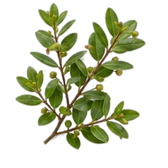 Myrtle